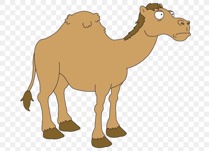 Dromedary Fauna Pack Animal Ecoregion Camel, PNG, 708x595px, Dromedary, Animal, Arabian Camel, Camel, Camel Like Mammal Download Free