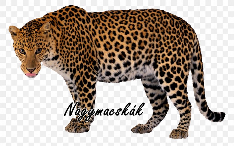 Felidae Snow Leopard Javan Leopard Clip Art, PNG, 960x600px, Felidae, Amur Leopard, Animal Figure, Big Cat, Big Cats Download Free