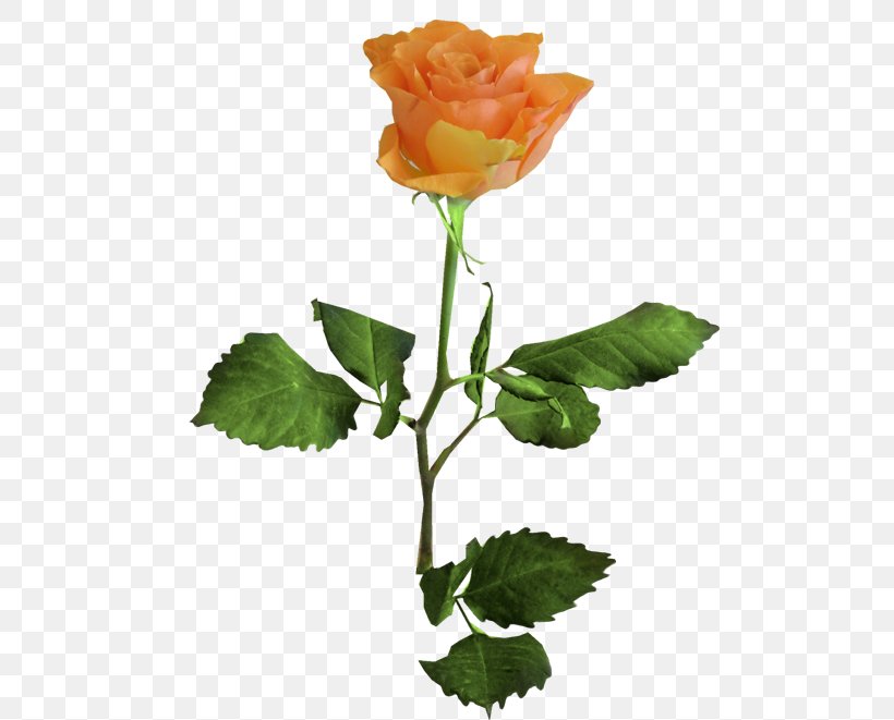 Garden Roses Flower Cabbage Rose Orange Blue, PNG, 500x661px, Garden Roses, Blue, Blue Rose, Bud, Cabbage Rose Download Free
