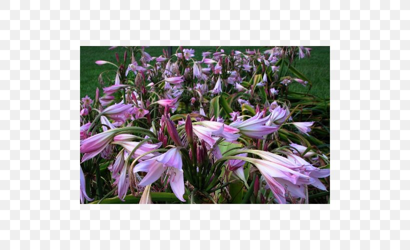 Lilium Bulb Powell's Swamp Lily Terra Ceia Farms Jersey Lily, PNG, 500x500px, Lilium, Amaryllis, Amaryllis Belladonna, Bulb, Crinum Download Free