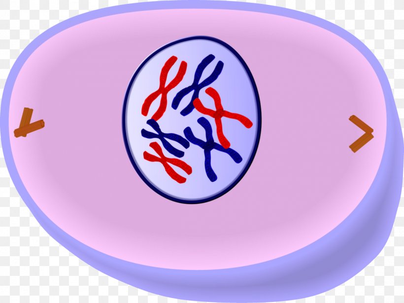 Prophase Mitosis Anaphase Metaphase Interphase, PNG, 1150x863px, Prophase, Anaphase, Area, Cell, Cell Cycle Download Free