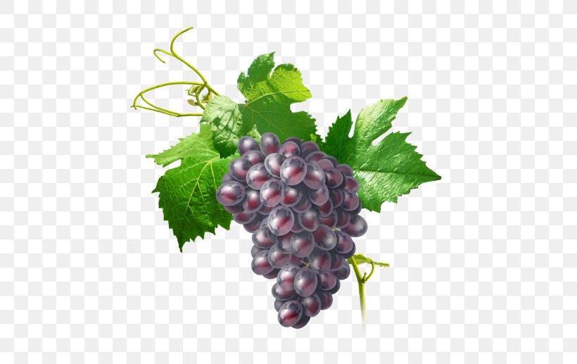 Zante Currant Grapevines Food, PNG, 529x517px, Watercolor, Cartoon, Flower, Frame, Heart Download Free