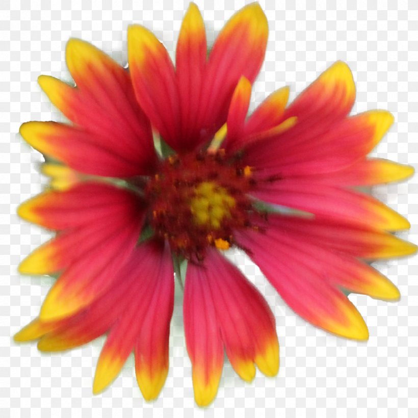 Blanket Flowers Clip Art, PNG, 1200x1200px, Blanket Flowers, Annual Plant, Blanket, Chrysanths, Cut Flowers Download Free