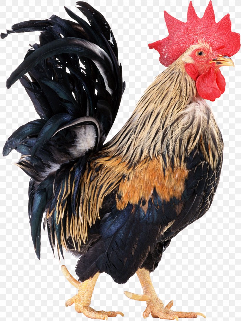 Chicken Rooster Icon, PNG, 1557x2075px, Chicken, Beak, Bird, Chicken Coop, Chickens As Pets Download Free