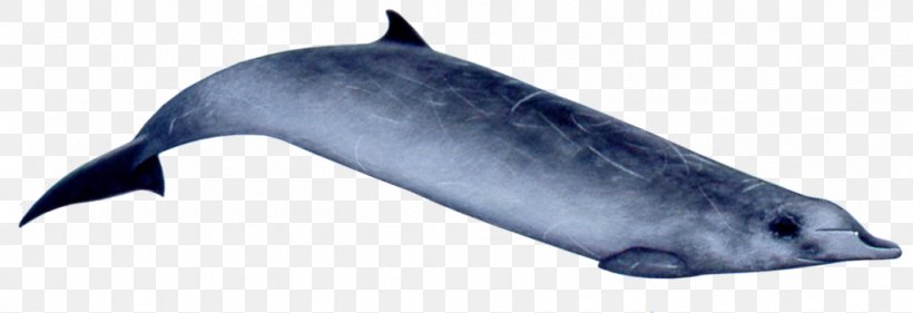Common Bottlenose Dolphin Tucuxi Rough-toothed Dolphin Porpoise Ginkgo-toothed Beaked Whale, PNG, 1024x352px, Common Bottlenose Dolphin, Animal, Animal Figure, Beaked Whale, Bottlenose Dolphin Download Free