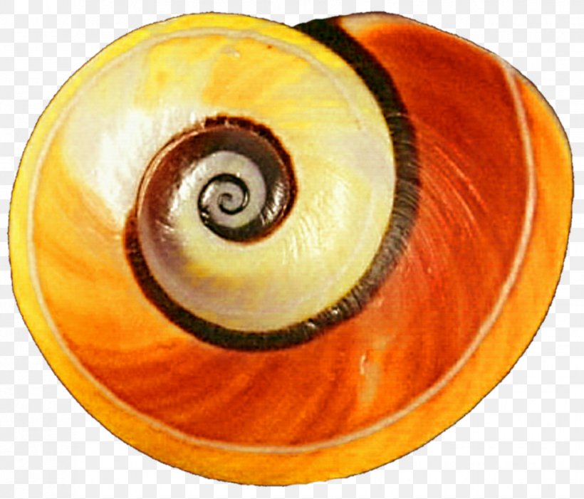 Gastropod Shell Yellow Land Snail Orange, PNG, 967x827px, Gastropod Shell, Green, Land Snail, Mollusc Shell, Nautilida Download Free
