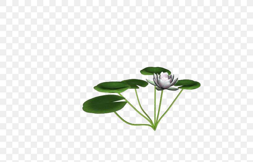 Lotus Pond Nelumbo Nucifera Wallpaper, PNG, 596x526px, Lotus Pond, Flora, Flower, Google Images, Grass Download Free