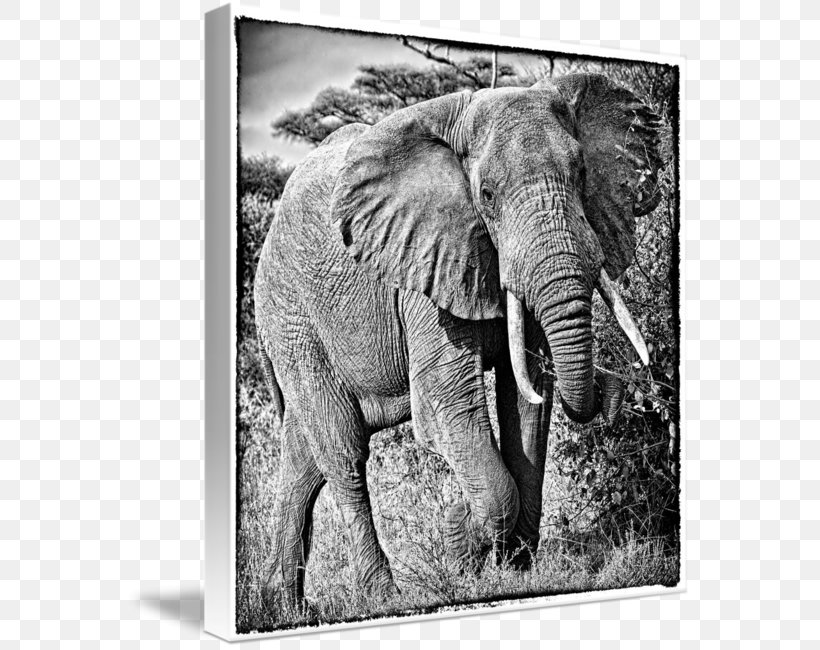 Indian Elephant African Elephant Tusk Wildlife Elephantidae, PNG, 566x650px, Indian Elephant, African Elephant, Animal, Black And White, Elephant Download Free