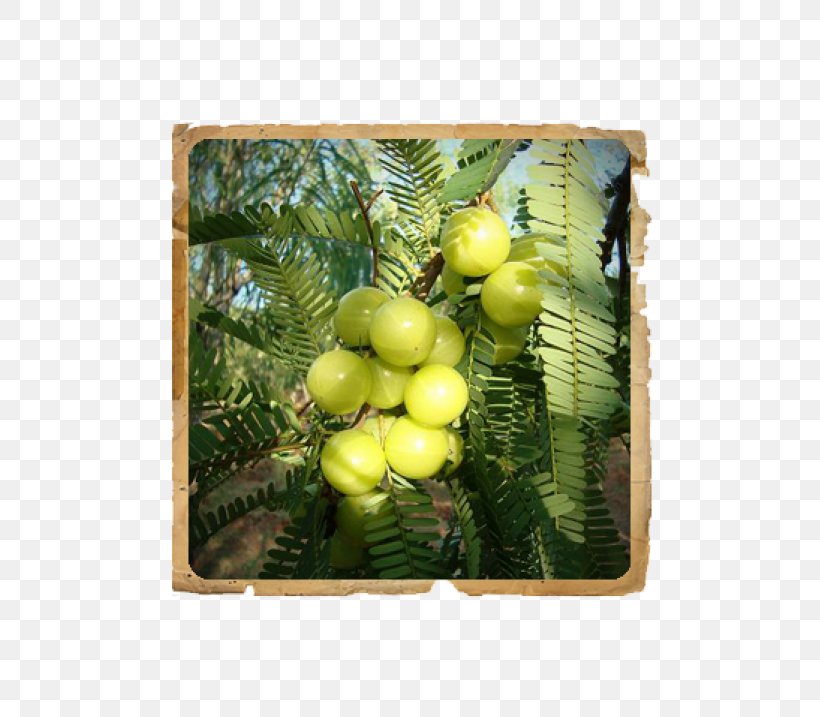 Indian Gooseberry Plant Fruit Phyllanthus Acidus, PNG, 500x717px, Indian Gooseberry, Amalaki, Botany, Extract, Fruit Download Free