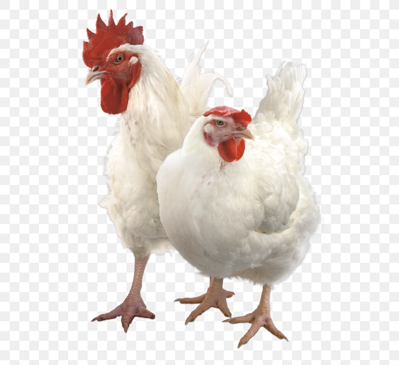 Rooster Chicken Broiler Премикс, PNG, 526x750px, Rooster, Allbiz, Beak, Bird, Broiler Download Free