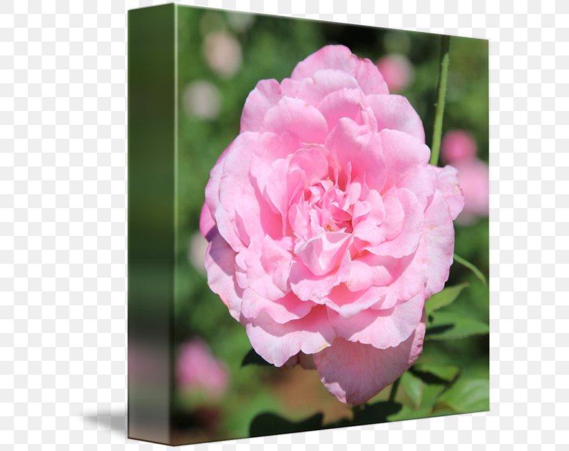 Floribunda Cabbage Rose Memorial Rose Garden Roses Japanese Camellia, PNG, 606x650px, Floribunda, Cabbage Rose, Camellia, Camellia Sasanqua, China Rose Download Free