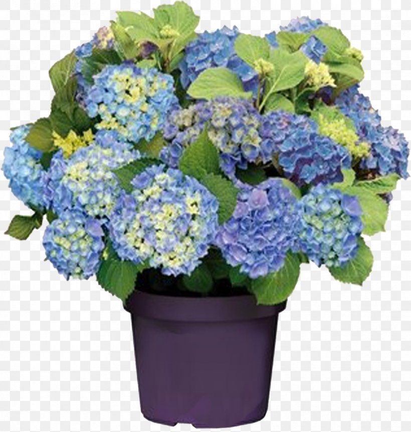 French Hydrangea Panicled Hydrangea Pruning Blue Flower, PNG, 1138x1197px, French Hydrangea, Annual Plant, Blue, Bud, Color Download Free