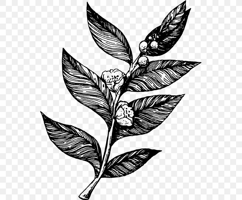 Black And White Flower, PNG, 547x679px, Tea Plant, Black Tea, Blackandwhite, Camellia, Flower Download Free