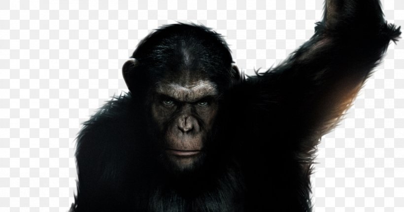 Chimpanzee Western Gorilla Film Planet Of The Apes, PNG, 1200x630px, Chimpanzee, Ape, Black Hair, Common Chimpanzee, Dawn Of The Planet Of The Apes Download Free