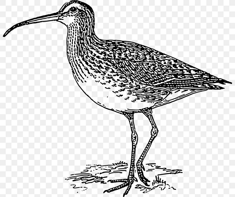 Bird Long-billed Curlew Eurasian Curlew Bald Eagle Clip Art, PNG, 800x690px, Bird, Bald Eagle, Beak, Black And White, Bristlethighed Curlew Download Free
