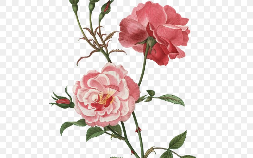 Botanical Illustration Botany Garden Roses Cabbage Rose Flower, PNG, 512x512px, Botanical Illustration, Art, Botany, Cabbage Rose, Camellia Download Free
