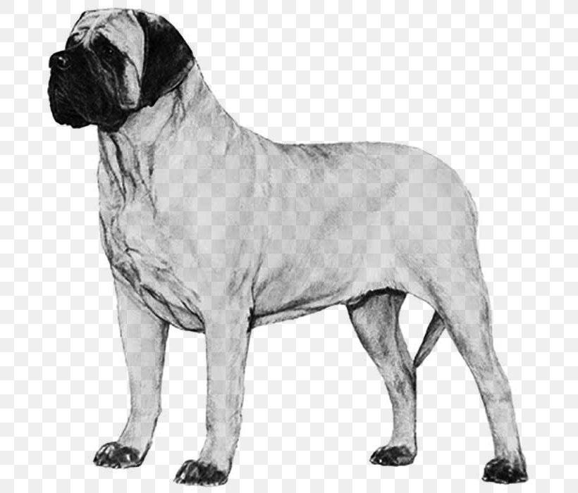 Dog Breed Bullmastiff English Mastiff Boerboel Neapolitan Mastiff, PNG, 700x700px, Dog Breed, American Kennel Club, Ancient Dog Breeds, Black And White, Boerboel Download Free