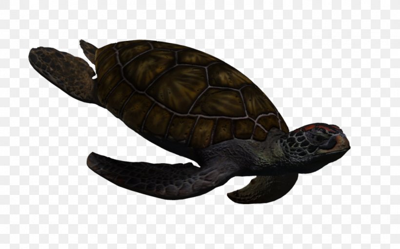Green Sea Turtle Reptile Animal, PNG, 1024x639px, Turtle, Animal, Emydidae, Green Sea Turtle, Killer Whale Download Free