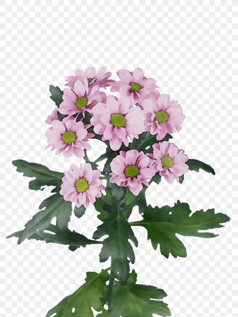 Primrose Vervain Cut Flowers Annual Plant Chrysanthemum, PNG, 1344x1792px, Primrose, Annual Plant, Artificial Flower, Bouquet, Chrysanthemum Download Free