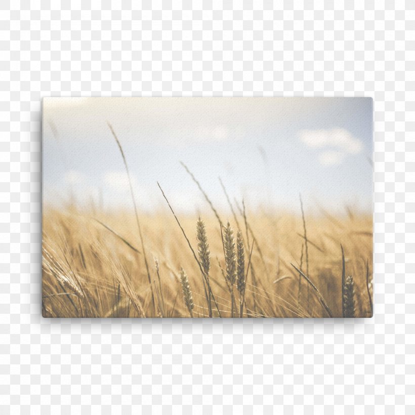 Wheat Belly: Lose The Wheat, Lose The Weight, And Find Your Path Back To Health Food Breakfast Eating, PNG, 1000x1000px, Wheat, Agriculture, Breakfast, Cereal, Commodity Download Free