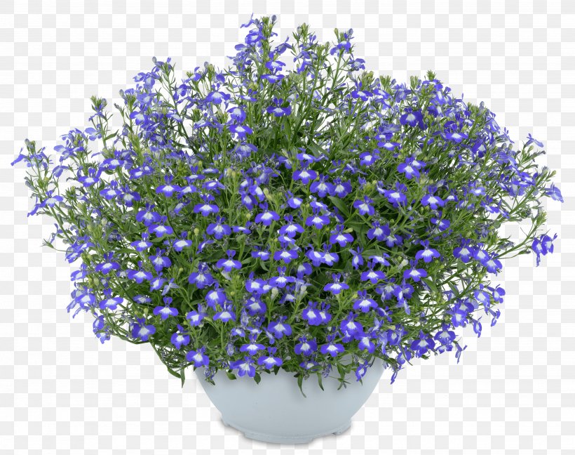 English Lavender Lobelias Flower Blue Mount Kenya, PNG, 2872x2270px, English Lavender, Blue, Bluebonnet, Borage Family, Cobalt Blue Download Free