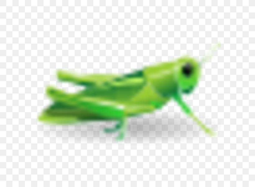 Insect Grasshopper Royalty-free Clip Art, PNG, 600x600px, Insect, Arthropod, Com, Cricket, Cricket Like Insect Download Free