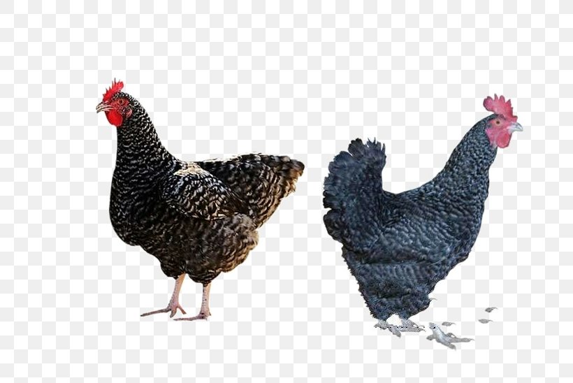 Plymouth Rock Chicken Barbu DUccle Rooster Farm, PNG, 773x548px, Plymouth Rock Chicken, Beak, Chicken, Chicken Meat, Egg Download Free