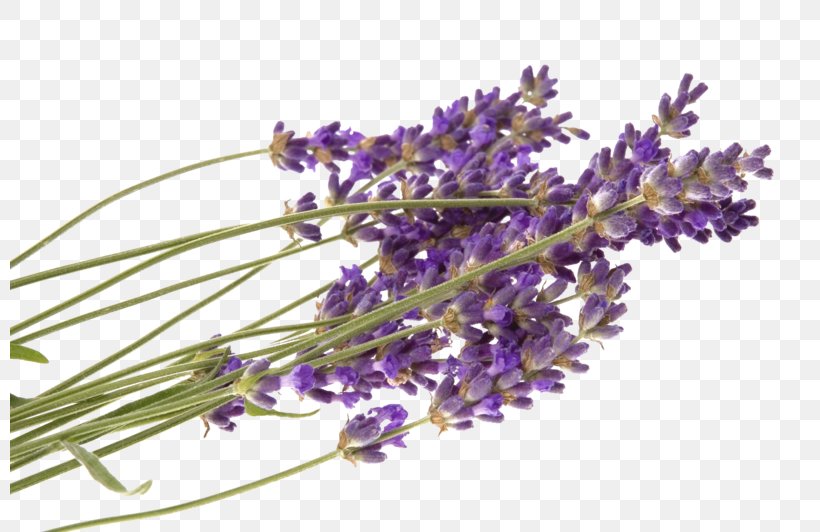 United States Lavender Naturopathy Health Therapy, PNG, 800x532px, United States, Alternative Health Services, Aromatherapy, Branch, English Lavender Download Free