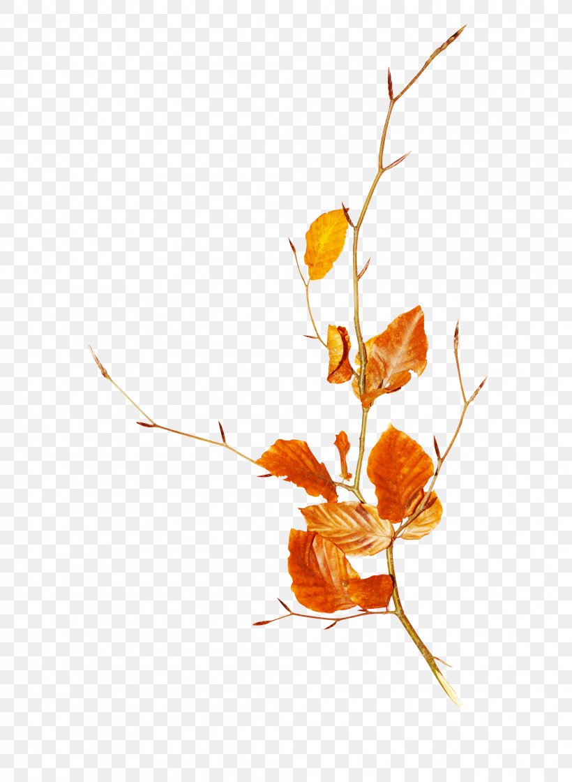 Autumn Deciduous Clip Art, PNG, 2016x2754px, Autumn, Branch, Cartoon, Color, Computer Software Download Free