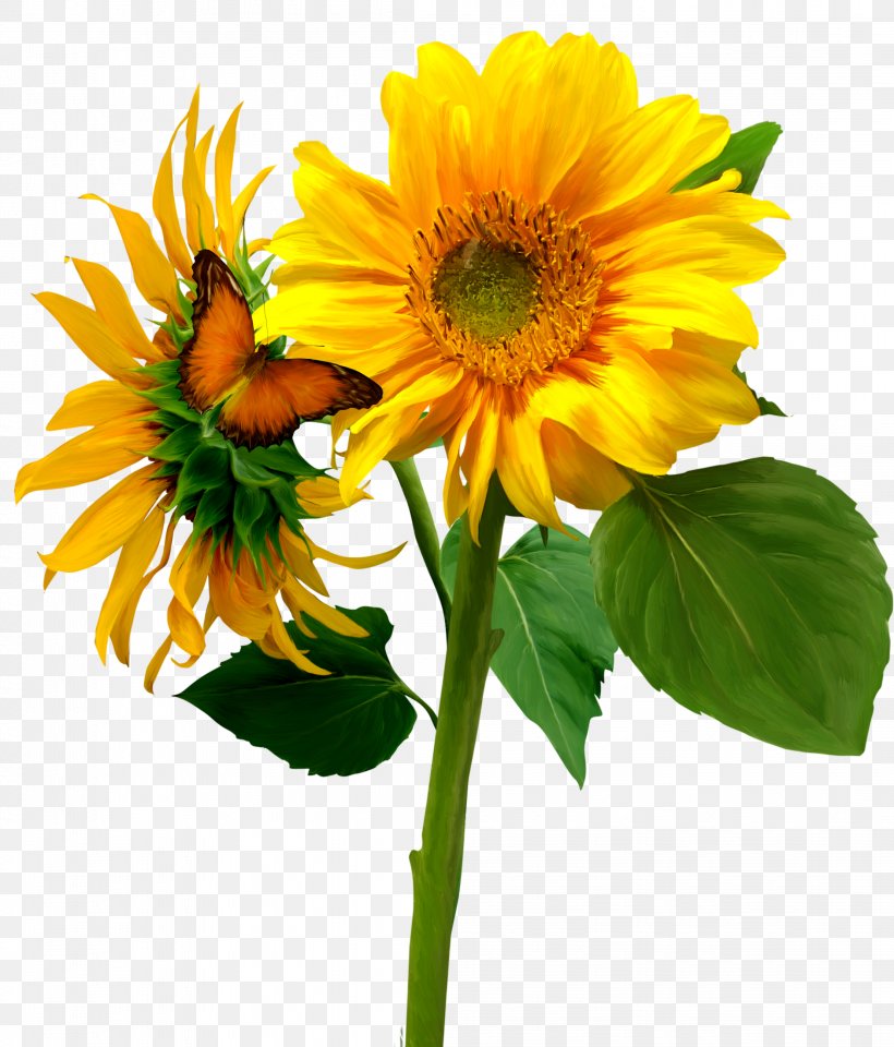 Common Sunflower, PNG, 2219x2600px, Flower, Common Sunflower, Cut Flowers, Daisy Family, Floral Design Download Free