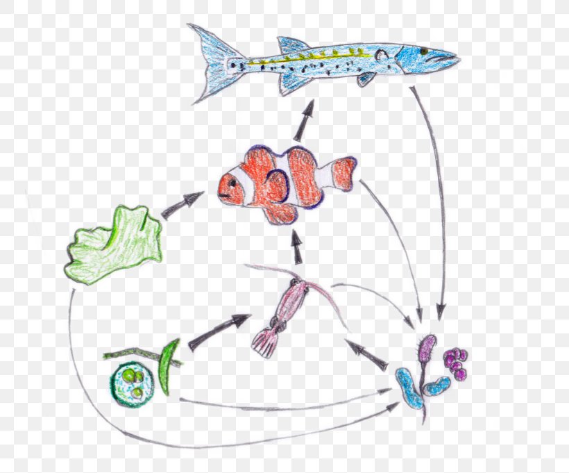 Food Web Food Chain Nemo Ecosystem, PNG, 747x681px, Food Web, Autotroph, Clownfish, Consumer, Ecological Pyramid Download Free