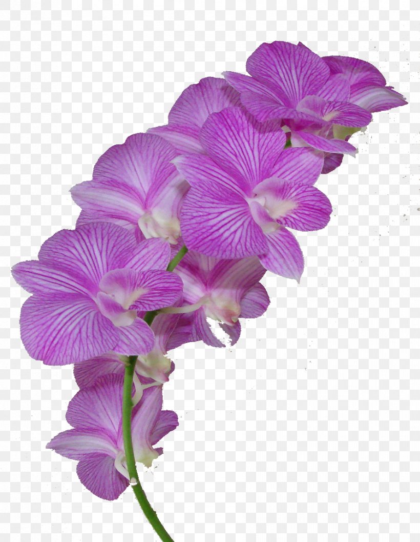 Orchids Dendrobium Clip Art Flower, PNG, 891x1149px, Orchids, Cattleya, Cattleya Orchids, Common Daisy, Cut Flowers Download Free