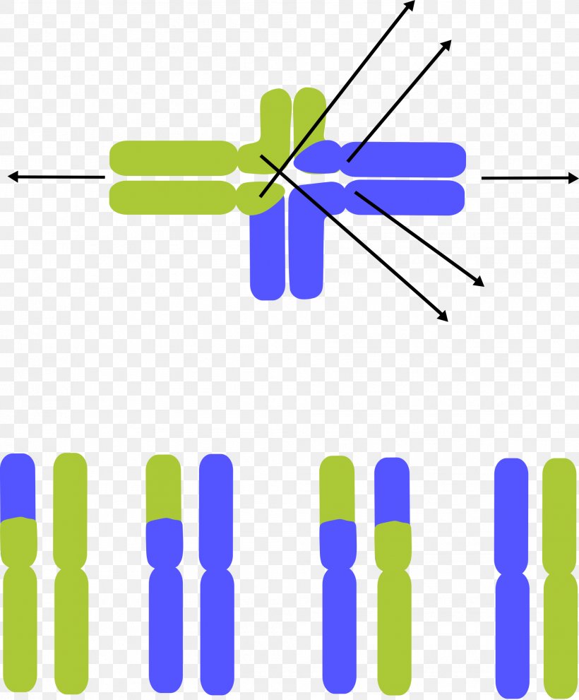 Chromosomal Translocation Germline Chromosome Abnormality Clip Art, PNG, 1984x2400px, Chromosomal Translocation, Area, Cell, Chromosomal Rearrangement, Chromosome Download Free