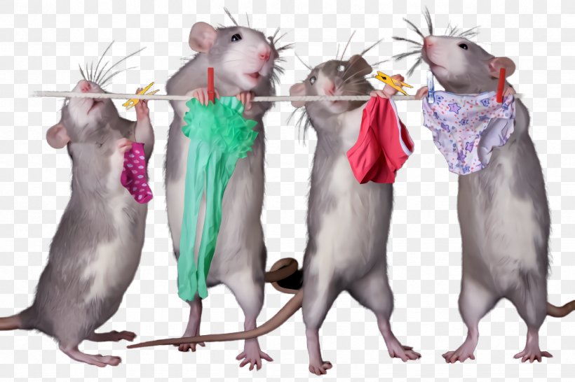 Rat Muridae Mouse Muroidea Pest, PNG, 2448x1632px, Rat, Gerbil, Mouse, Muridae, Muroidea Download Free