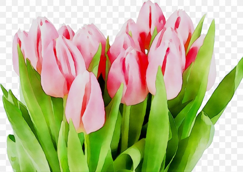 Tulip Holiday Calendar Date Professional, PNG, 1391x986px, Tulip, Botany, Bud, Calendar, Calendar Date Download Free