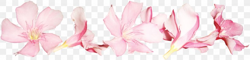 Flower Pink Floral Design, PNG, 3000x722px, Flower, Benzersiz, Blossom, Color, Cut Flowers Download Free