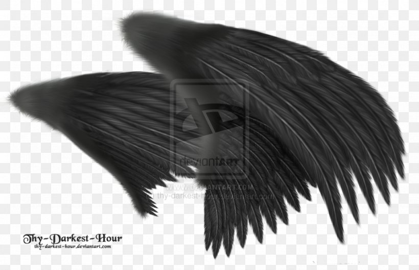 Angel Wing Feather Clip Art, PNG, 1024x662px, Wing, Angel, Angel Wing, Beak, Black Download Free