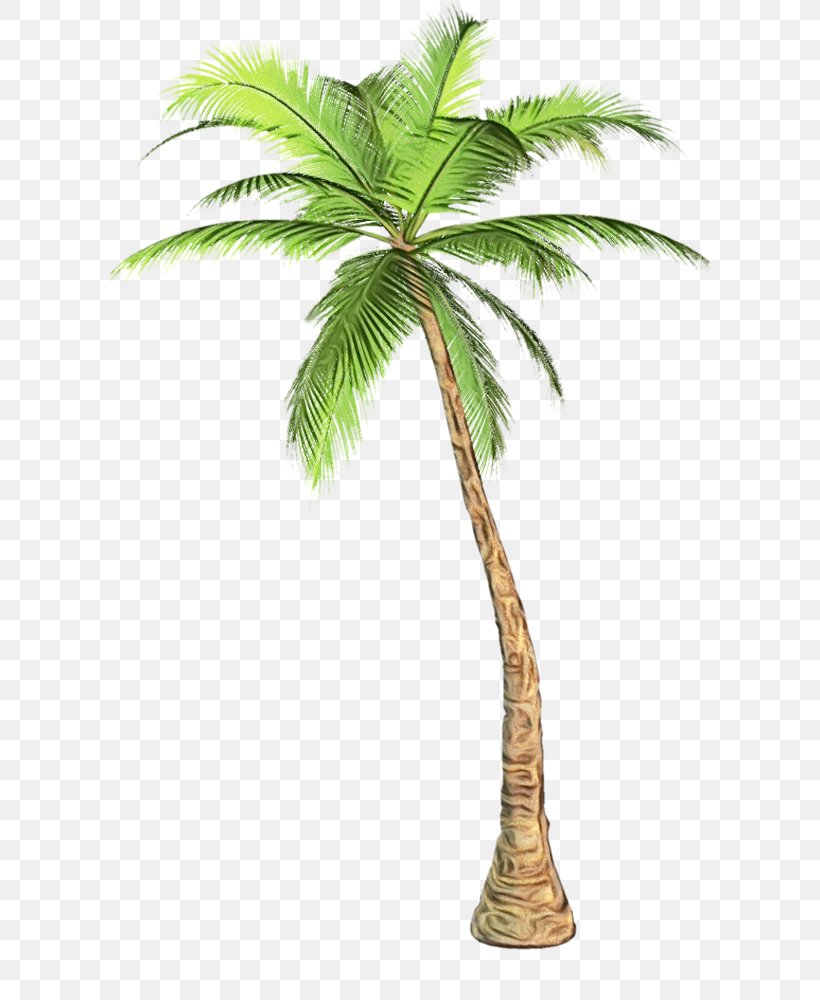 Date Tree Leaf, PNG, 600x1000px, Palm Trees, Arecales, Attalea Speciosa, California Palm, Coconut Download Free