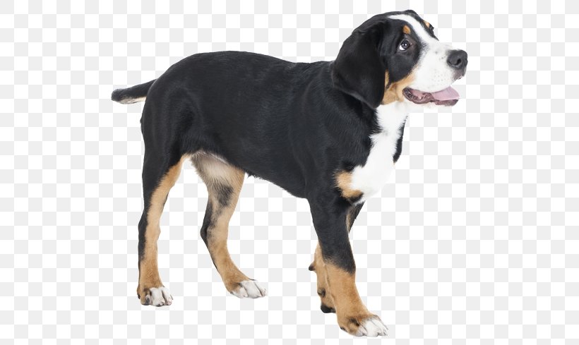 Dog Breed Greater Swiss Mountain Dog Bernese Mountain Dog Entlebucher Mountain Dog Appenzeller Sennenhund, PNG, 567x489px, Dog Breed, Animal, Appenzeller Sennenhund, Bernese Mountain Dog, Breed Download Free