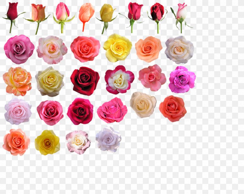 Garden Roses Cut Flowers Blue Rose Hybrid Tea Rose, PNG, 1024x817px, Garden Roses, Aphrodite, Artificial Flower, Blue Rose, Bud Download Free