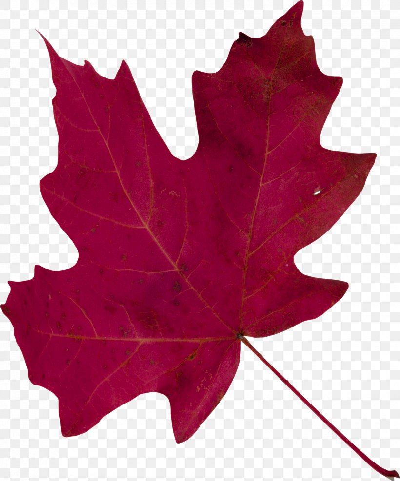 Maple Leaf, PNG, 1700x2048px, Maple Leaf, Aceraceae, Autumn, Element, Flowering Plant Download Free
