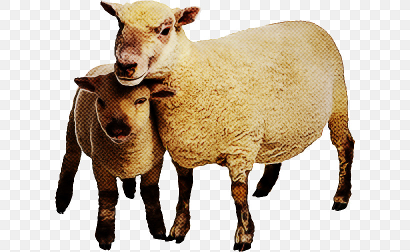 Merino Shetland Sheep Goat Welsh Mountain Sheep Livestock, PNG, 600x504px, Merino, Agriculture, Beef Cattle, Caprinae, Dairy Farming Download Free