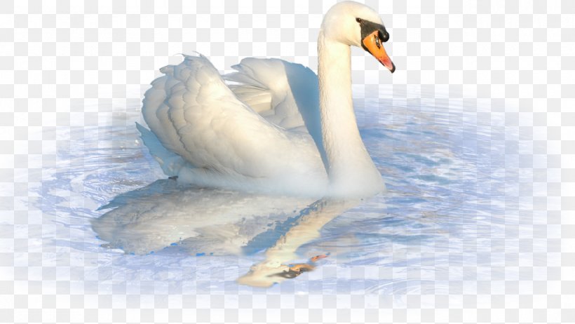 Mute Swan Duck Cygnini, PNG, 1280x722px, Mute Swan, Animation, Beak, Bird, Cygnini Download Free