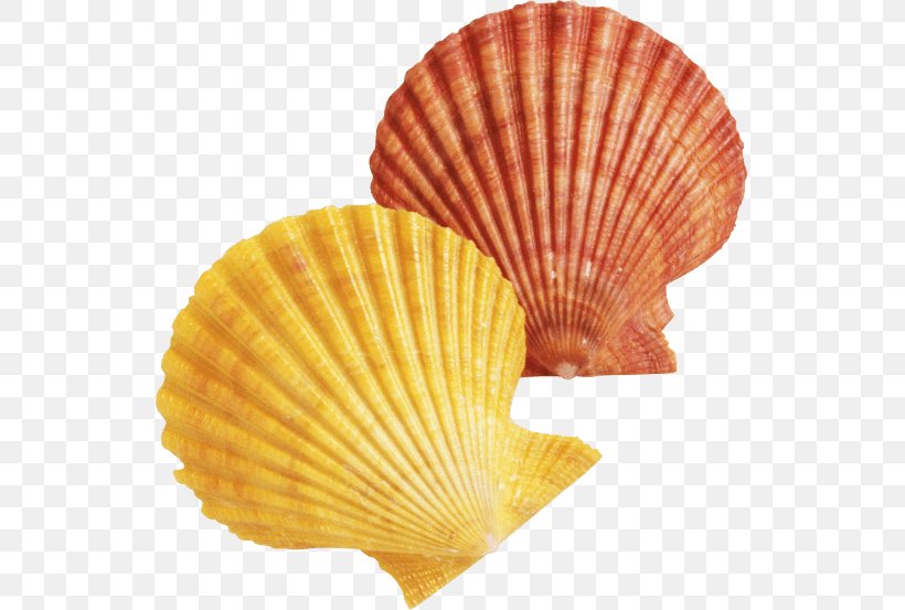 Seashell Clip Art, PNG, 537x553px, Seashell, Archive File, Clams Oysters Mussels And Scallops, Cockle, Decorative Fan Download Free