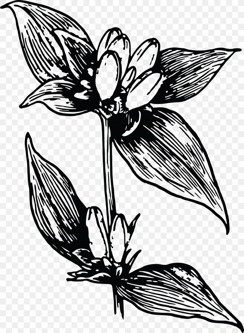 Clip Art Flower Gentian Image Floral Design, PNG, 4000x5447px, Flower, Art, Artwork, Black And White, Branch Download Free
