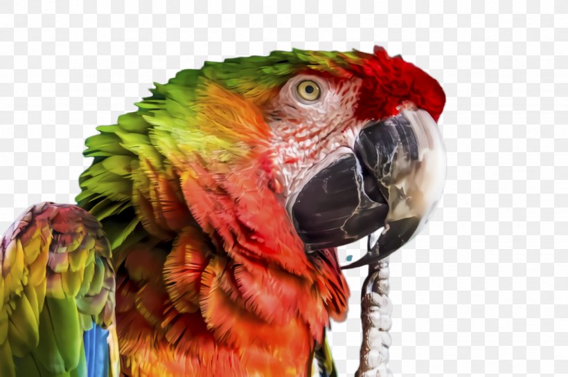 Colorful Background, PNG, 2452x1632px, Parrot, Av Receiver, Beak, Bird, Closeup Download Free
