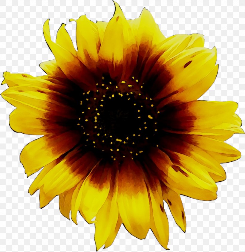 Clip Art Image Desktop Wallpaper Sunflower, PNG, 1008x1037px, Sunflower, Annual Plant, Asterales, Cuisine, Cut Flowers Download Free