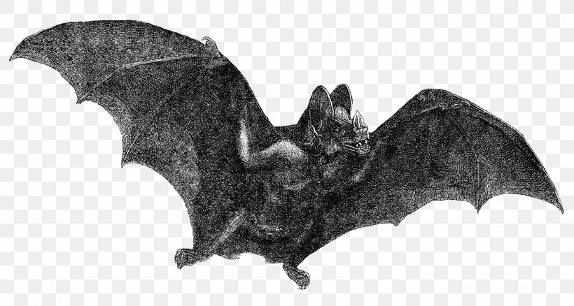 Vampire Bat Halloween Clip Art, PNG, 1600x856px, Bat, Black And White, Drawing, Fauna, Halloween Download Free