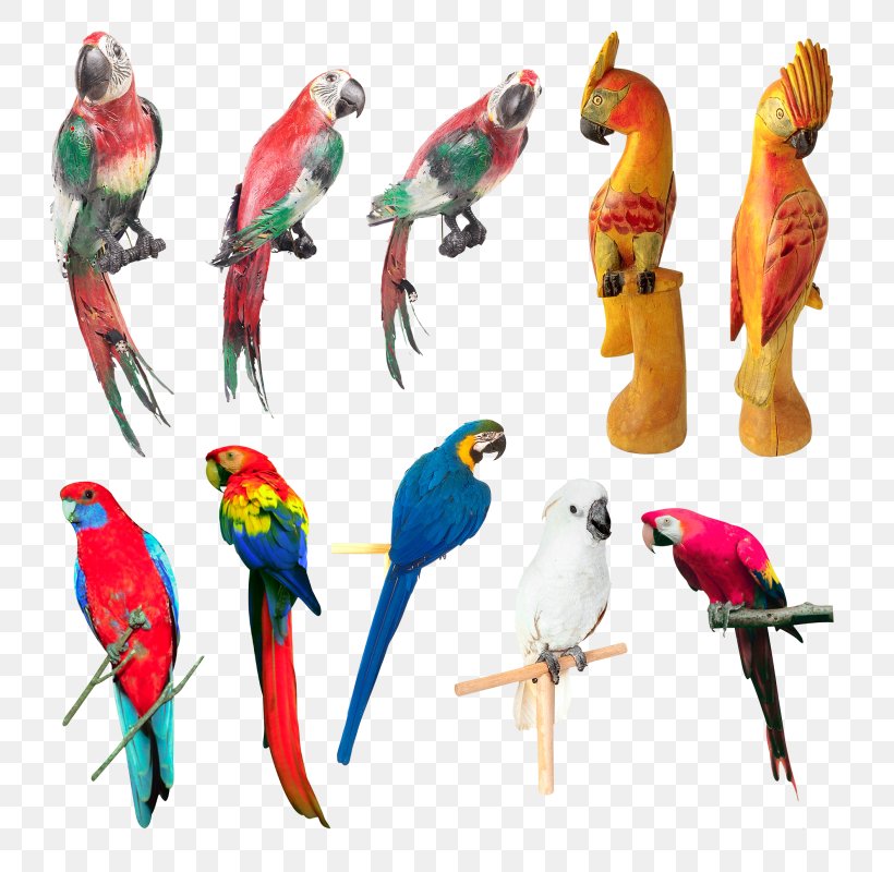 Budgerigar Bird Parakeet Parrot, PNG, 791x800px, Budgerigar, Animal Figure, Beak, Bird, Bird Supply Download Free