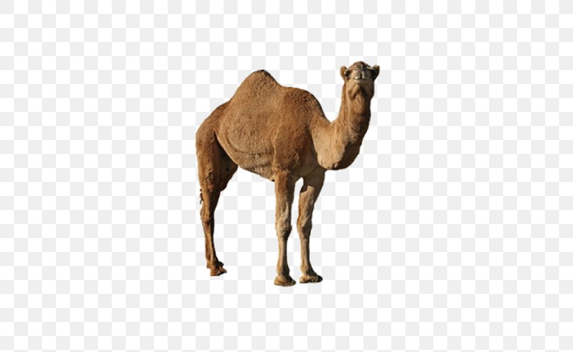 Dromedary Bactrian Camel Clip Art, PNG, 502x503px, Dromedary, Arabian Camel, Bactrian Camel, Camel, Camel Like Mammal Download Free